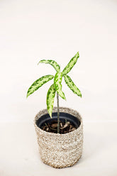 Aglaonema pictum var. bicolor "narrow form"